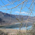 Mono Lake - vista do visitor center