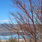 Mono Lake - Paisagem
