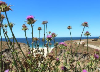 Half Moon Bay