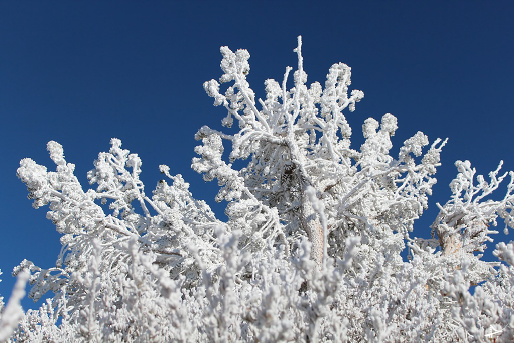 Árvores congeladas em Tahoe