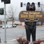 Black Bear