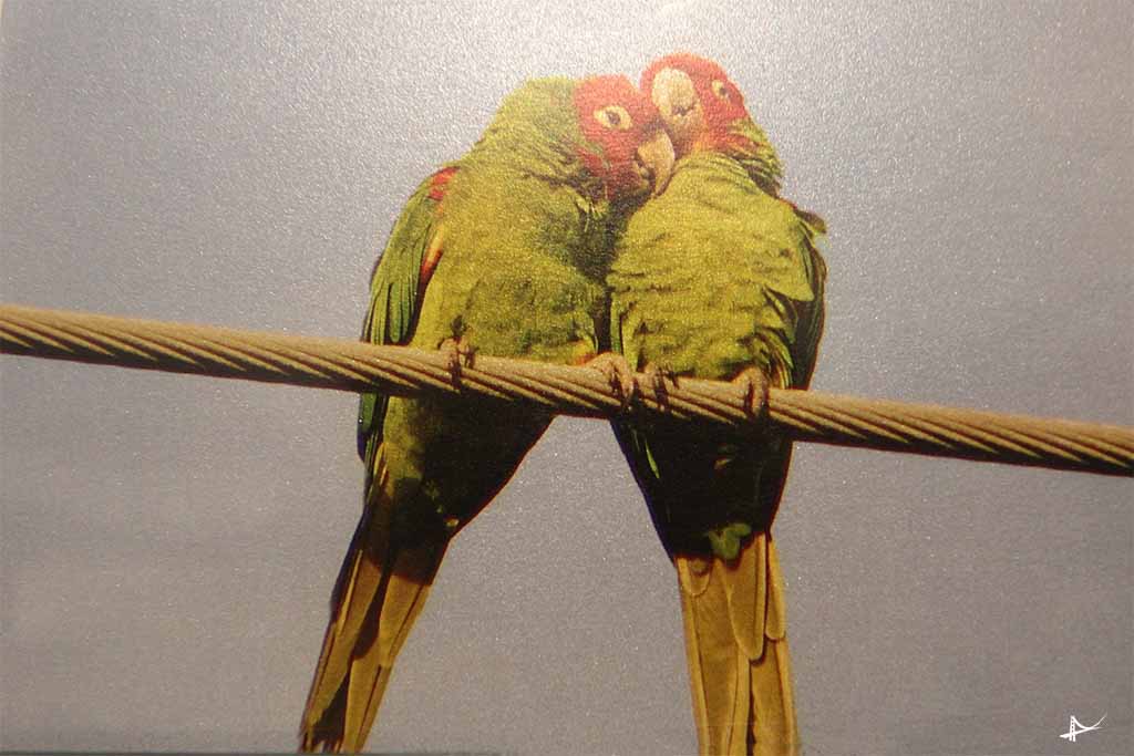 Os papagaios de Telegraph Hill