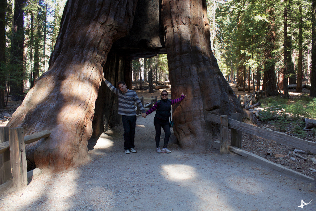 Sequoias gigantes no Yosemite
