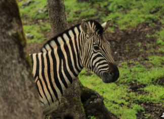 West Safari em Sonoma
