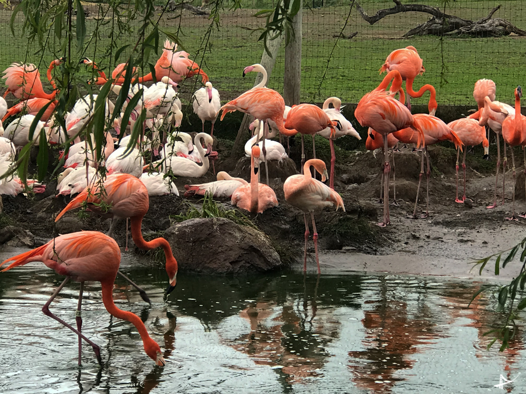 Flamingos em Sonoma