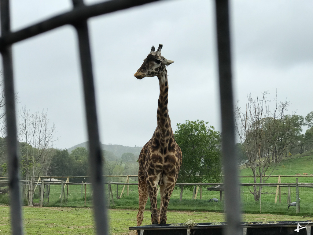Girafas no West Safari