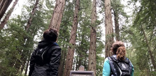 Muir Woods