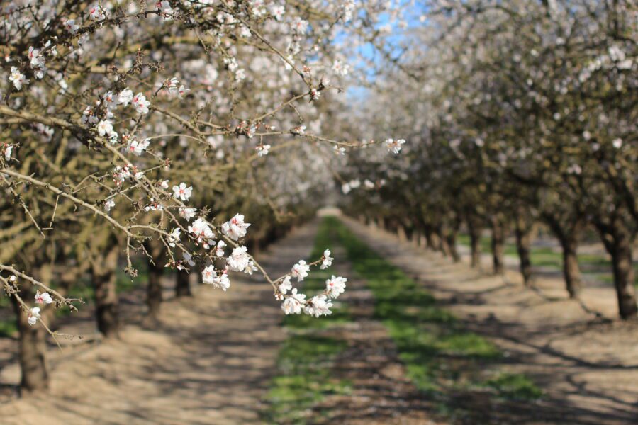 Almond Blossom na California