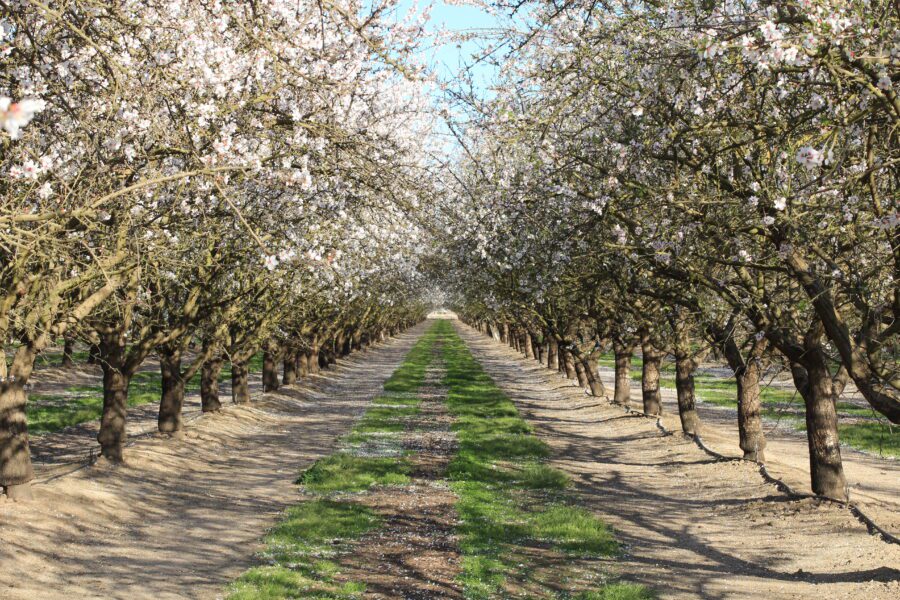 Almond Blossom Califórnia